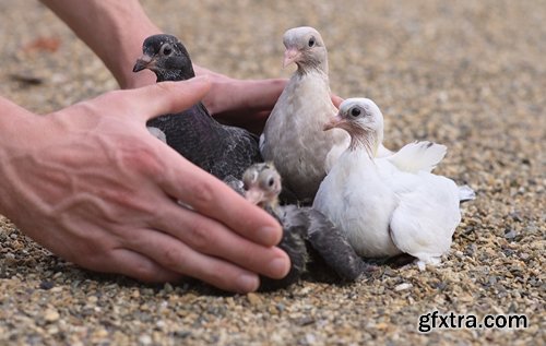 Collection of dovecote pigeon house for birds 25 HQ Jpeg