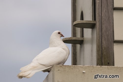 Collection of dovecote pigeon house for birds 25 HQ Jpeg