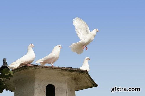 Collection of dovecote pigeon house for birds 25 HQ Jpeg