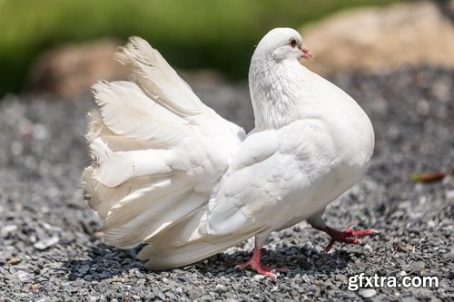 Collection of dovecote pigeon house for birds 25 HQ Jpeg