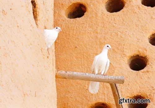 Collection of dovecote pigeon house for birds 25 HQ Jpeg