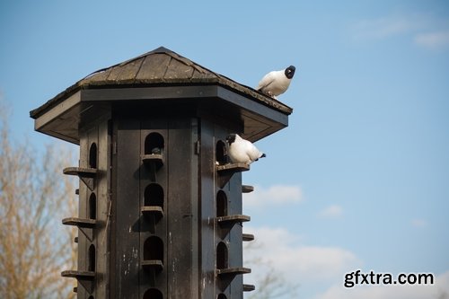 Collection of dovecote pigeon house for birds 25 HQ Jpeg