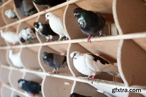 Collection of dovecote pigeon house for birds 25 HQ Jpeg