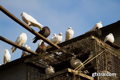 Collection of dovecote pigeon house for birds 25 HQ Jpeg