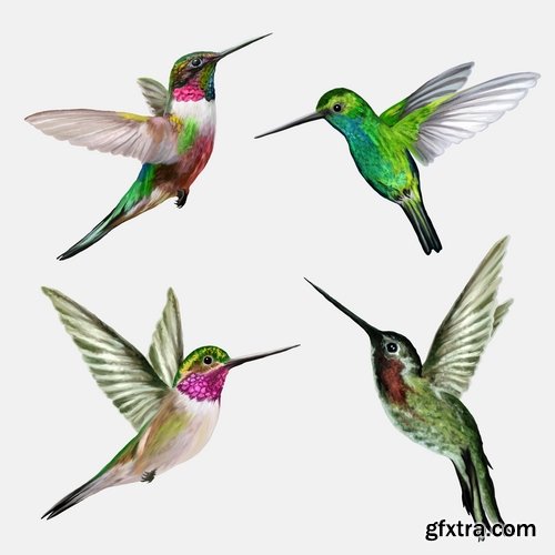 Collection of vector image bird hummingbird icon abstract wing 25 EPS