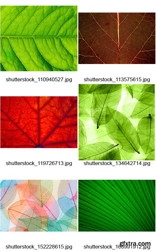 Amazing SS - Leaf Textures, 25xJPGs