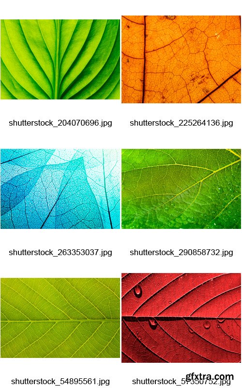 Amazing SS - Leaf Textures, 25xJPGs