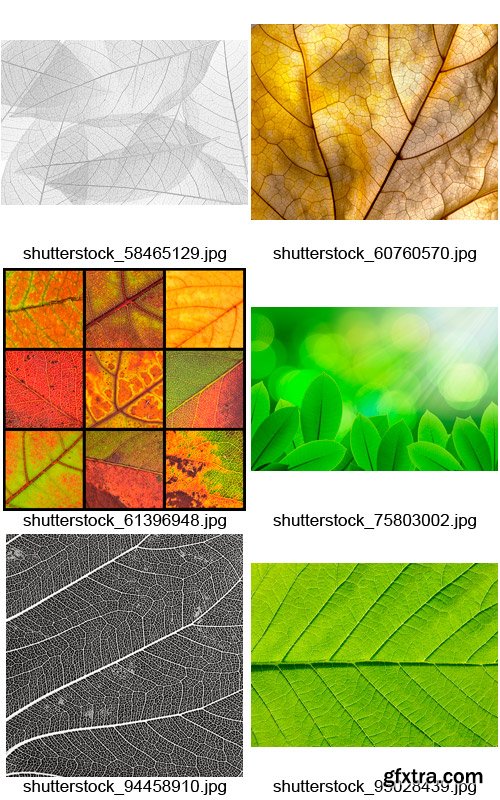 Amazing SS - Leaf Textures, 25xJPGs