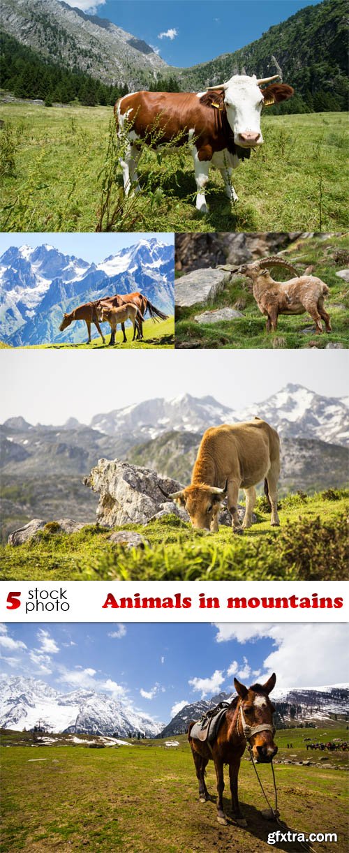 Photos - Animals in mountains