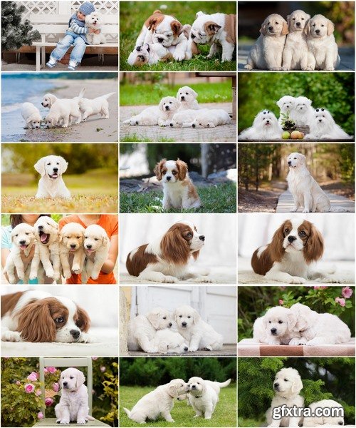 Collection of different breeds of dog puppy dog at sunset wool puppies 25 HQ Jpeg