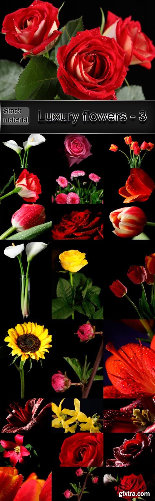 Luxury flowers on a dark background - 3