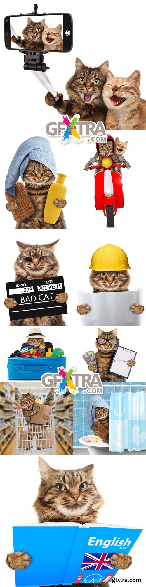 Stock Photo - Funny Cat 2