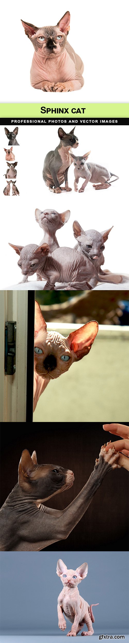 Sphinx cat - 9 UHQ JPEG