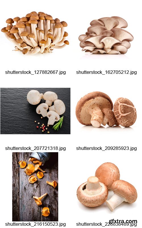 Amazing SS - Mushrooms, 25xJPGs