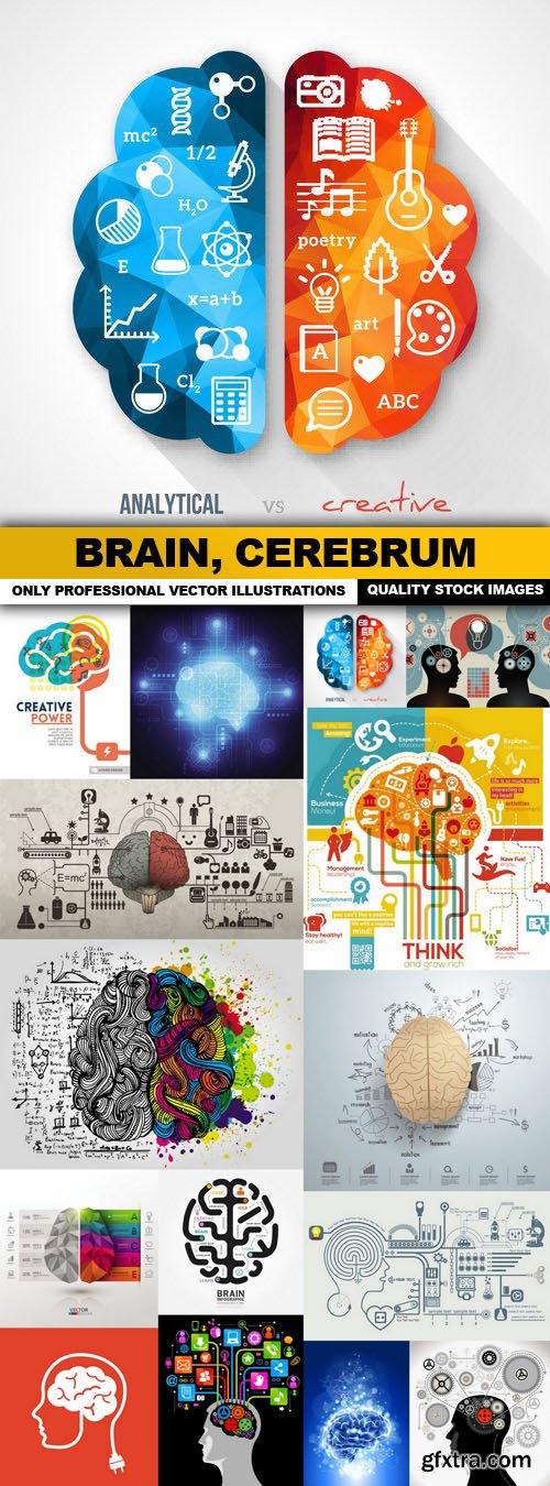 Brain, Cerebrum - 15 Vector