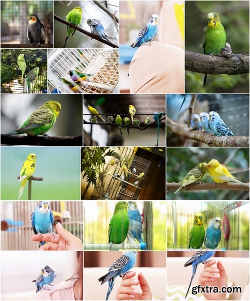 Collection of people with a beautiful view of parrots parrot colorful feather wing 25 HQ Jpeg