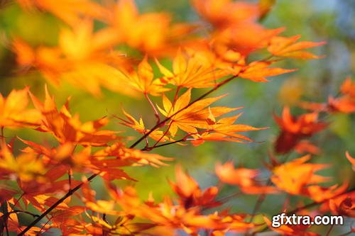 Autumn Landscape II, 25xJPG