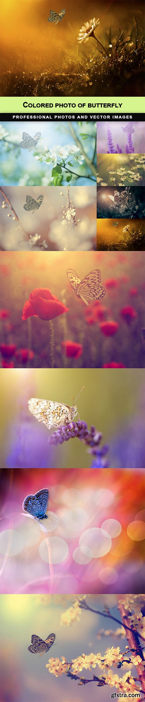 Сolored photo of butterfly - 10 UHQ JPEG