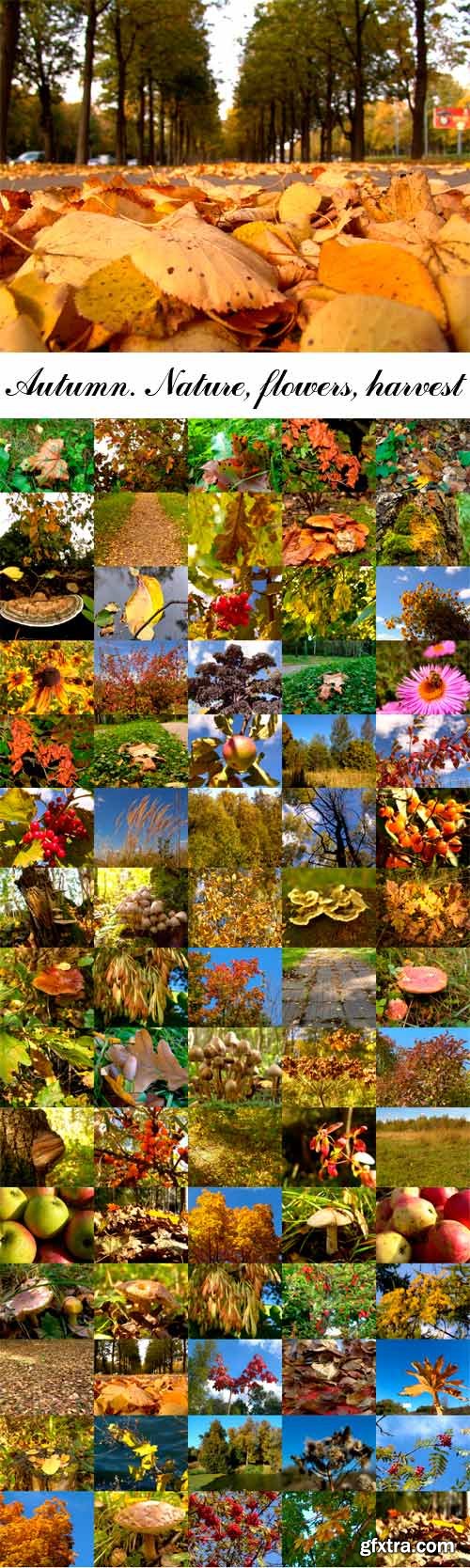 Autumn. Nature, flowers, harvest