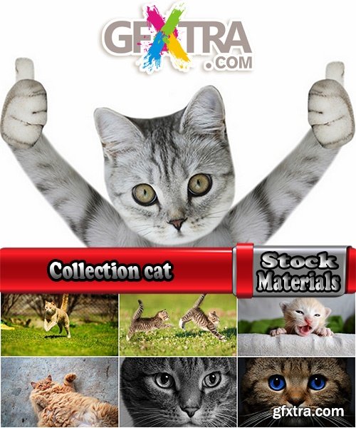 Collection cat kitten fur feline eyes 25 HQ Jpeg