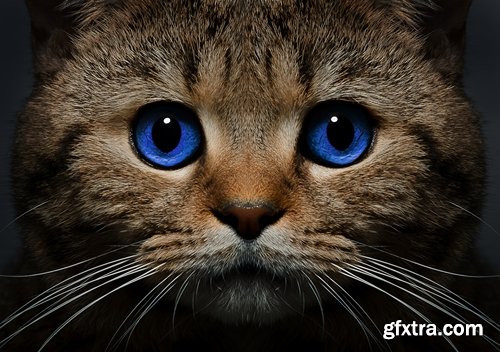 Collection cat kitten fur feline eyes 25 HQ Jpeg