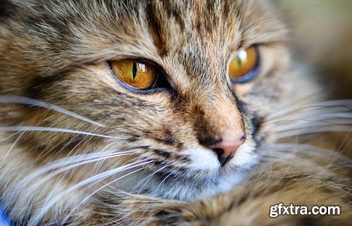 Collection cat kitten fur feline eyes 25 HQ Jpeg