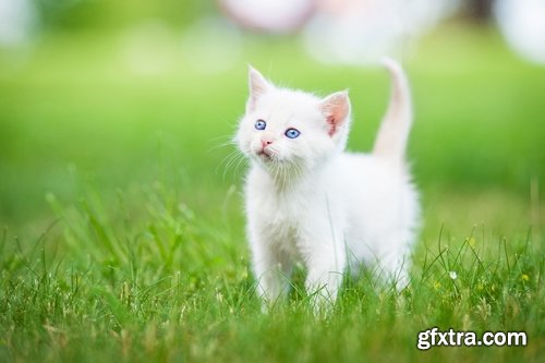 Collection cat kitten fur feline eyes 25 HQ Jpeg