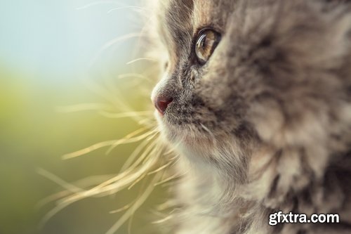 Collection cat kitten fur feline eyes 25 HQ Jpeg