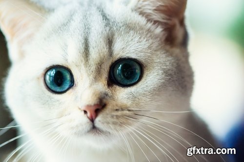 Collection cat kitten fur feline eyes 25 HQ Jpeg