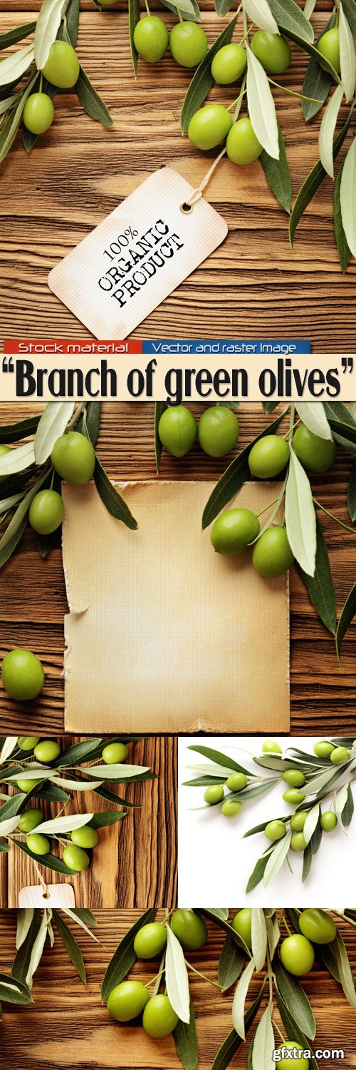 Branch of green olives