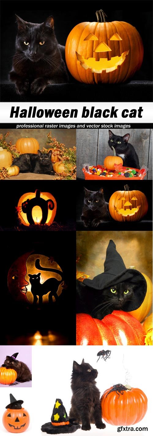 Halloween black cat