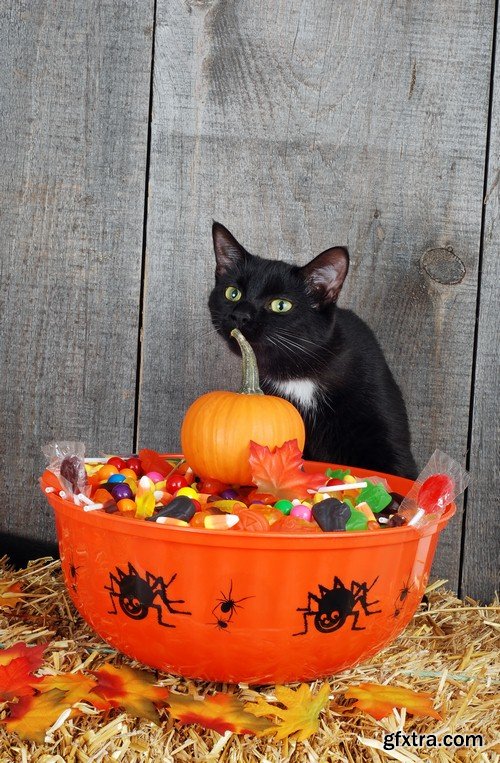 Halloween black cat