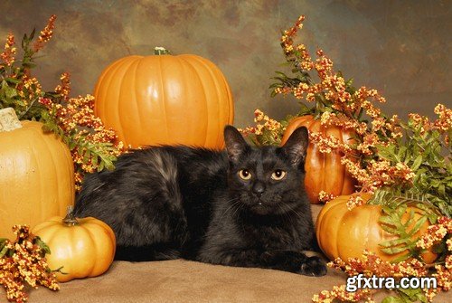 Halloween black cat