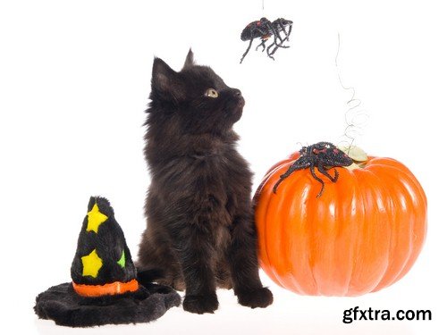 Halloween black cat