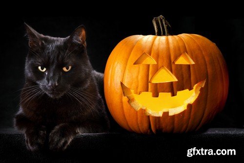 Halloween black cat