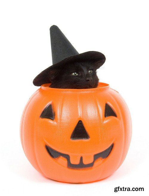 Halloween black cat