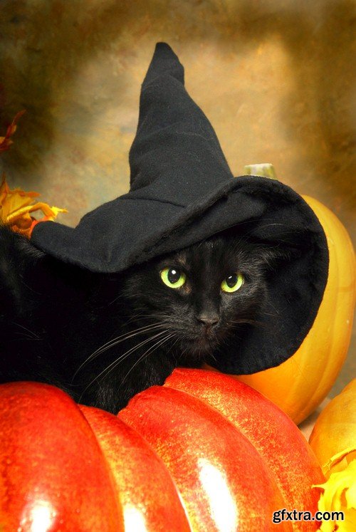 Halloween black cat