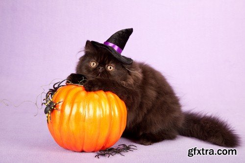 Halloween black cat