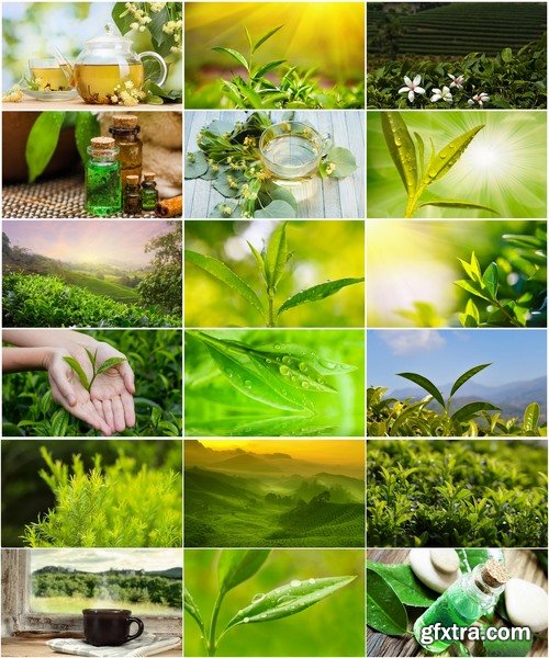 Collection of tea leaf tea plantation drop of clean water on tea leaves 25 HQ Jpeg