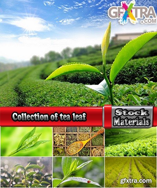 Collection of tea leaf tea plantation drop of clean water on tea leaves 25 HQ Jpeg