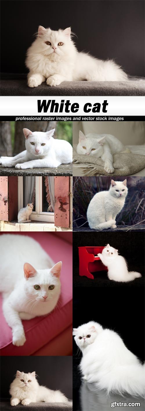 White cat