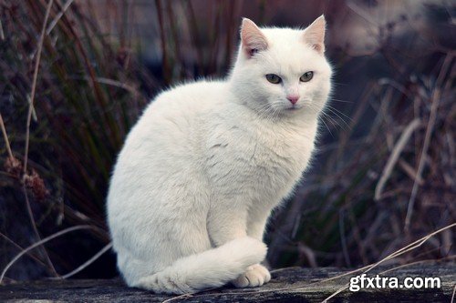 White cat