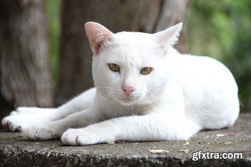 White cat