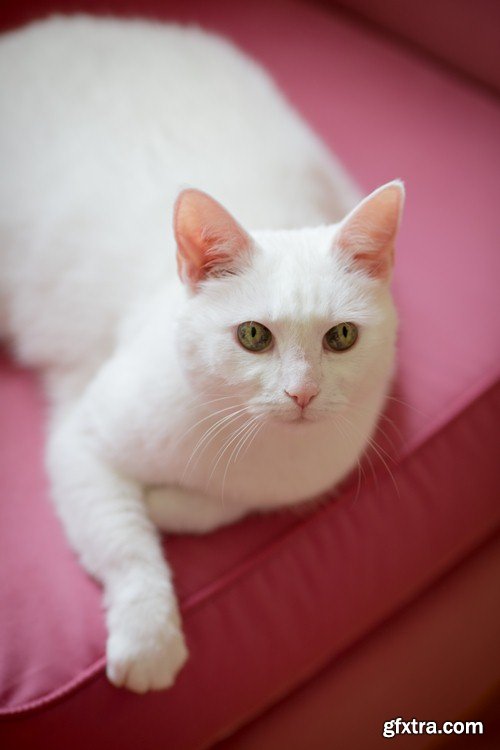 White cat