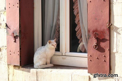 White cat