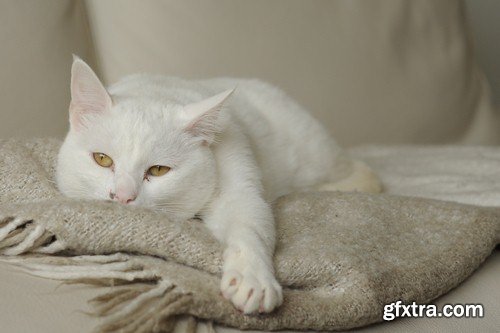 White cat