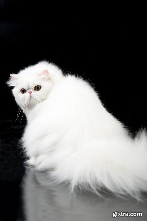 White cat