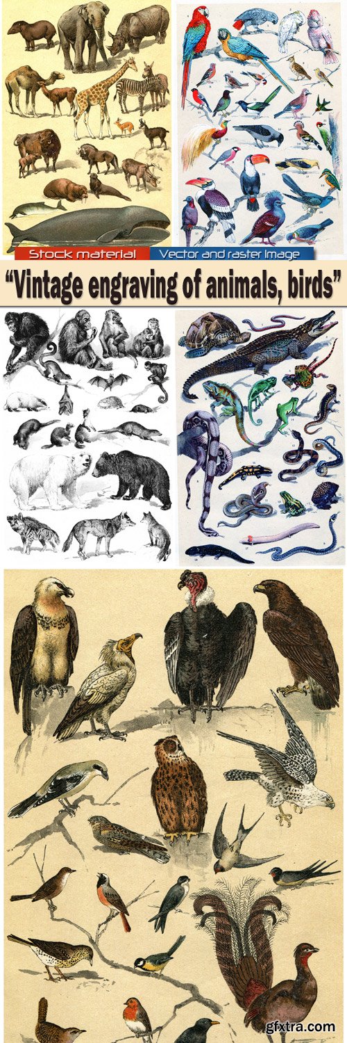 Vintage engraving of animals, birds