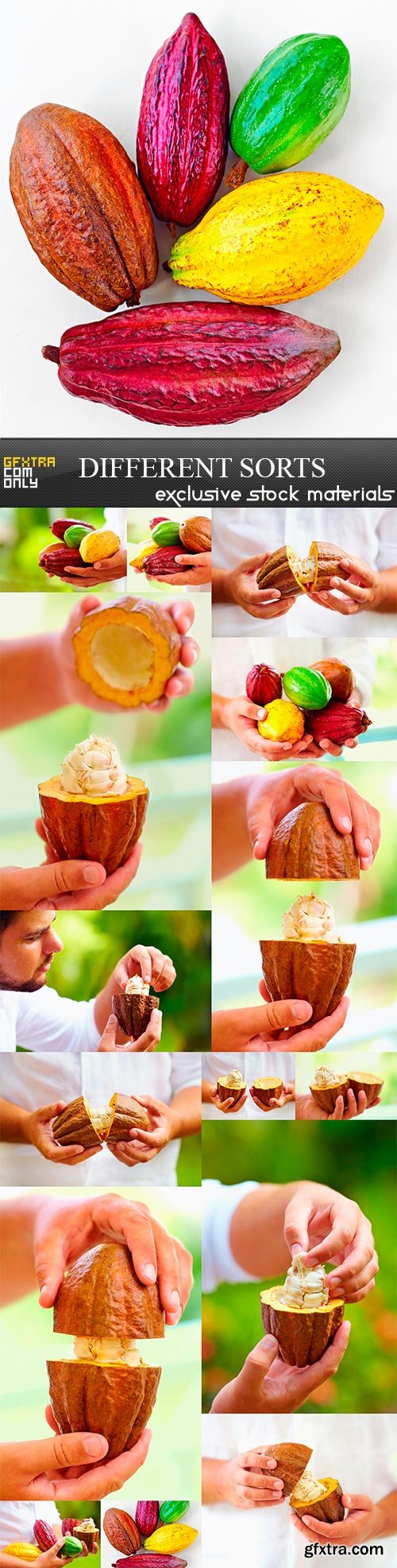 DEifferent sorts of colorful cocoa pods, 15 x UHQ JPEG