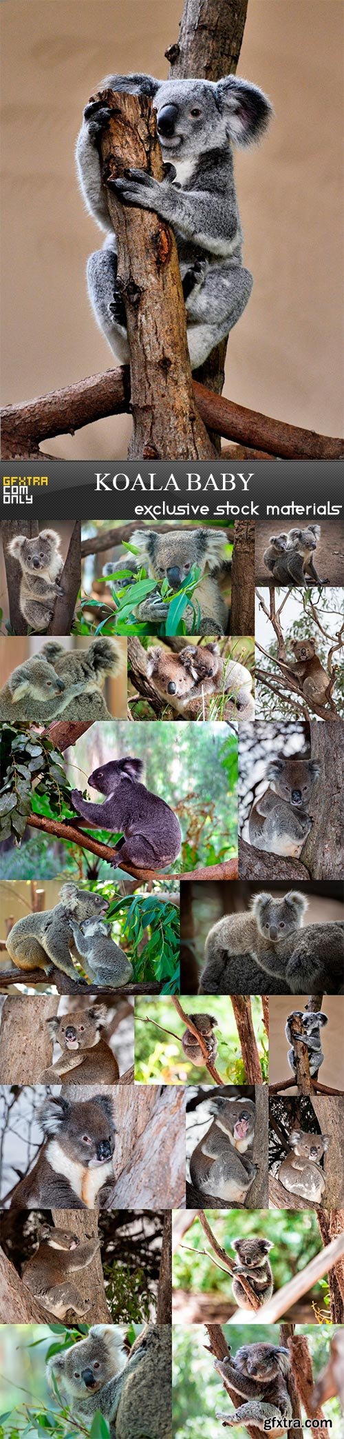 Koala baby, 20 x UHQ JPEG